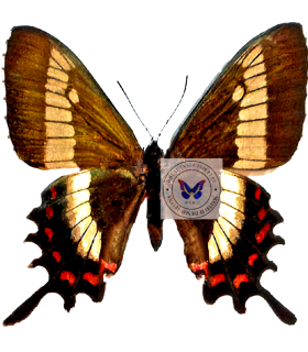 PAPILIONIDAE