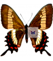P. phalaceus nieva(F)