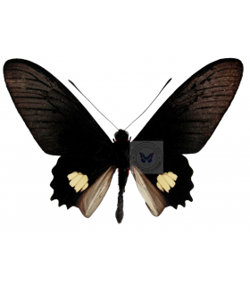PAPILIONIDAE