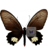 PAPILIONIDAE
