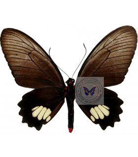 PAPILIONIDAE