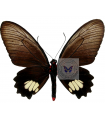 Parides pizarro(F)