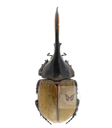 Dynastes  hercules lichyi