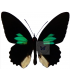 PAPILIONIDAE