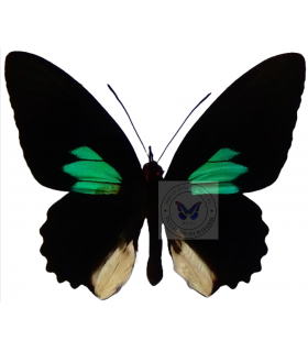 PAPILIONIDAE