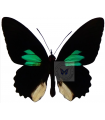 Parides sesostris