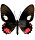 PAPILIONIDAE