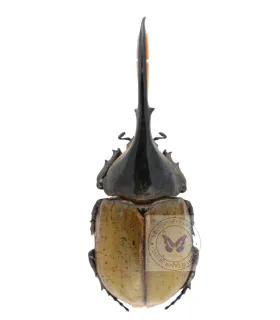 Dynastes  hercules lichyi