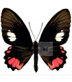 Parides sesostris(F)