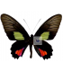 PAPILIONIDAE