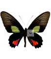 Parides vertumnus astorius