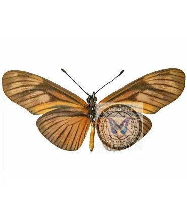 Eueides (Heliconius) aliphera