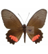 PAPILIONIDAE