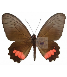PAPILIONIDAE