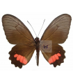 P. vertumnus astorius(F)