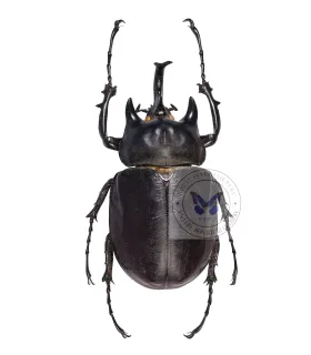 Dynastes Megasoma acteon