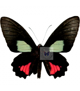 PAPILIONIDAE