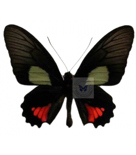 PAPILIONIDAE