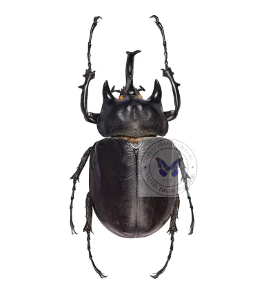 Dynastes Megasoma acteon