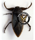 HEMIPTERA