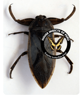 HEMIPTERA