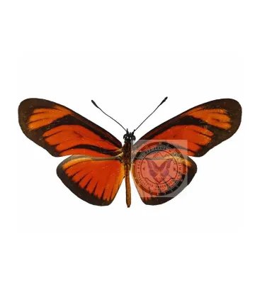 Eueides (Heliconius) aliphera