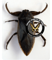 Lethocerus americanus