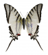 PAPILIONIDAE