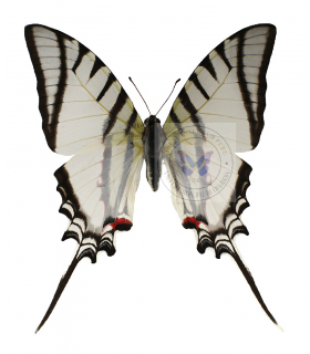 PAPILIONIDAE