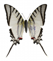 Protesilaus E protesilaus archesilaus