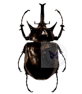 Dynastes Megasoma mars