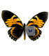 PAPILIONIDAE