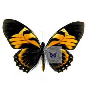 PAPILIONIDAE