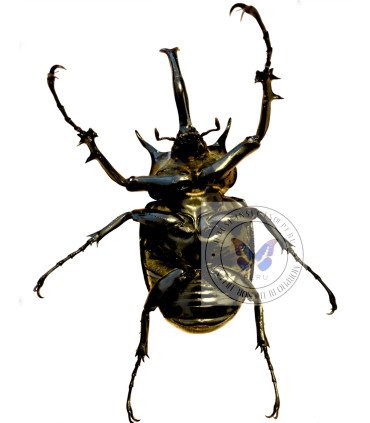 Dynastes Megasoma mars