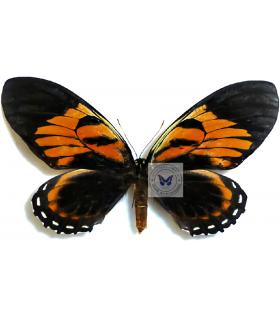 PAPILIONIDAE