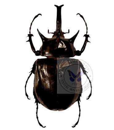 Dynastes Megasoma mars