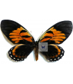 Pterourus  bachus chrysomelus(F)