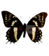 PAPILIONIDAE