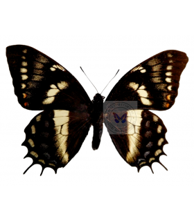 PAPILIONIDAE