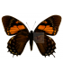 PAPILIONIDAE