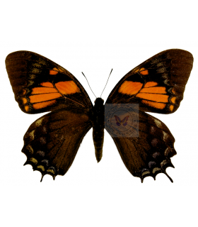 PAPILIONIDAE
