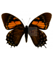 Pterourus cacicus inca(F)