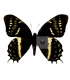 PAPILIONIDAE