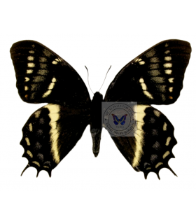 PAPILIONIDAE