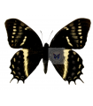 P. cacicus mendozaensis