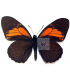 PAPILIONIDAE