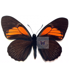 PAPILIONIDAE