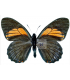 PAPILIONIDAE