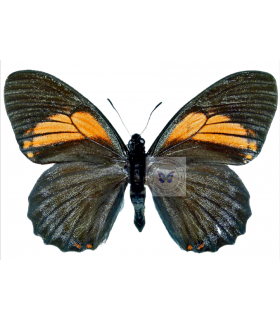 PAPILIONIDAE