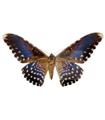 Noctuidae  Tyzania agrippina